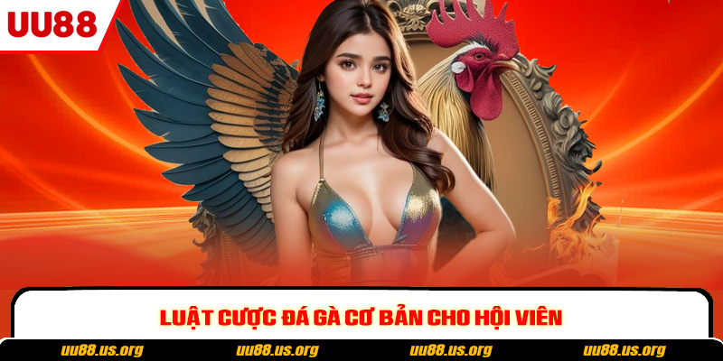 Luật cược đá gà cơ bản cho hội viên